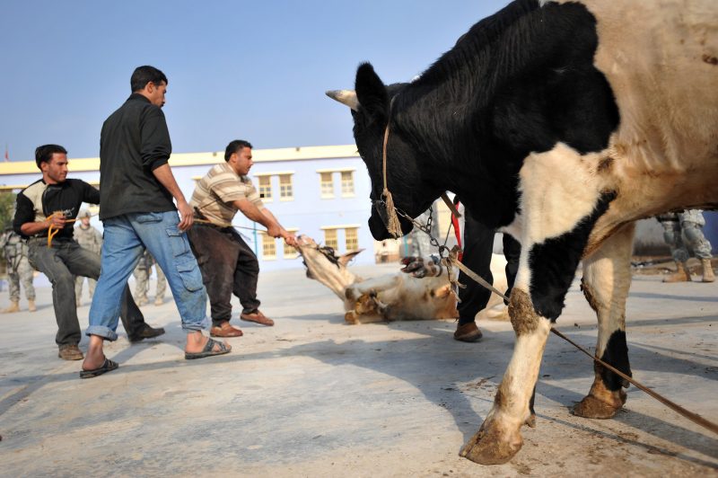 Deadly hemorrhagic fever outbreak hits Iraq